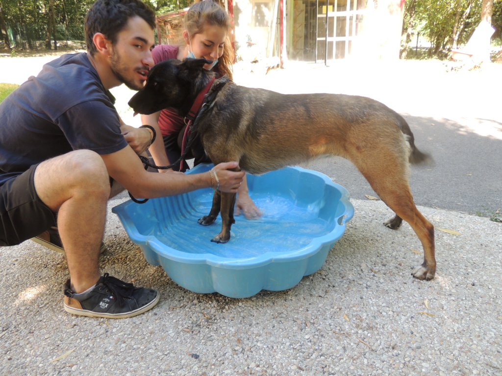 NELSON- malinois adopté en août 2020 Dscn1543