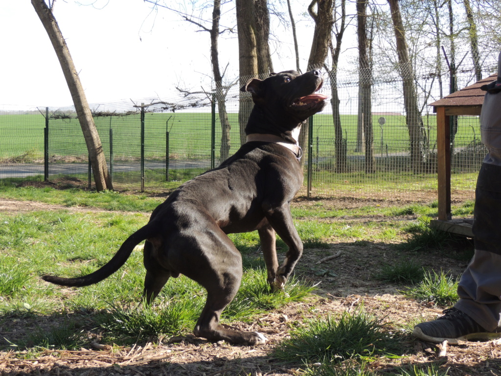 LOKO Mâle x terrier de 2015. Dscn3035