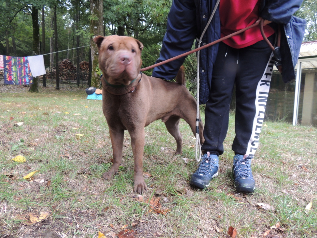 O'MALEY Mâle sharpei de 2018 Dscn5513