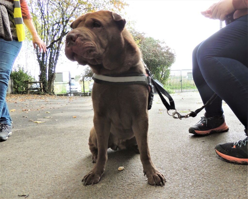 O'MALEY Mâle sharpei de 2018 Dscn6017