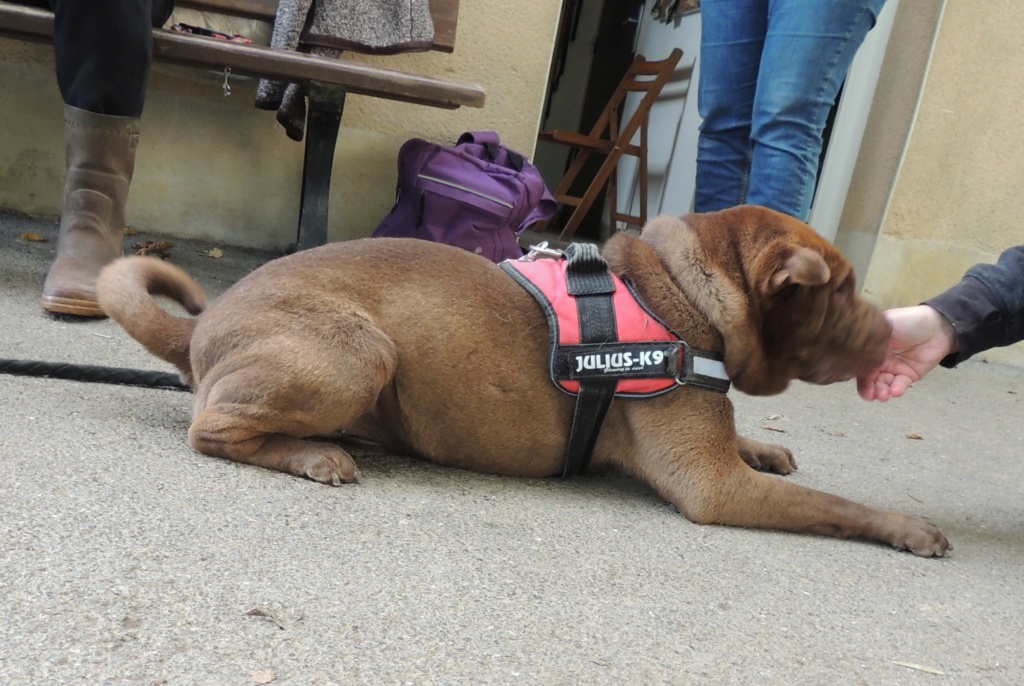 O'MALEY Mâle sharpei de 2018 Dscn6022