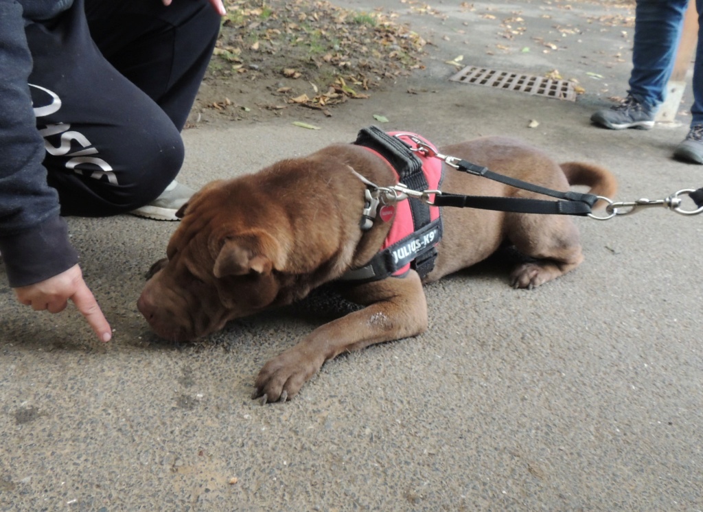 O'MALEY Mâle sharpei de 2018 Dscn6023