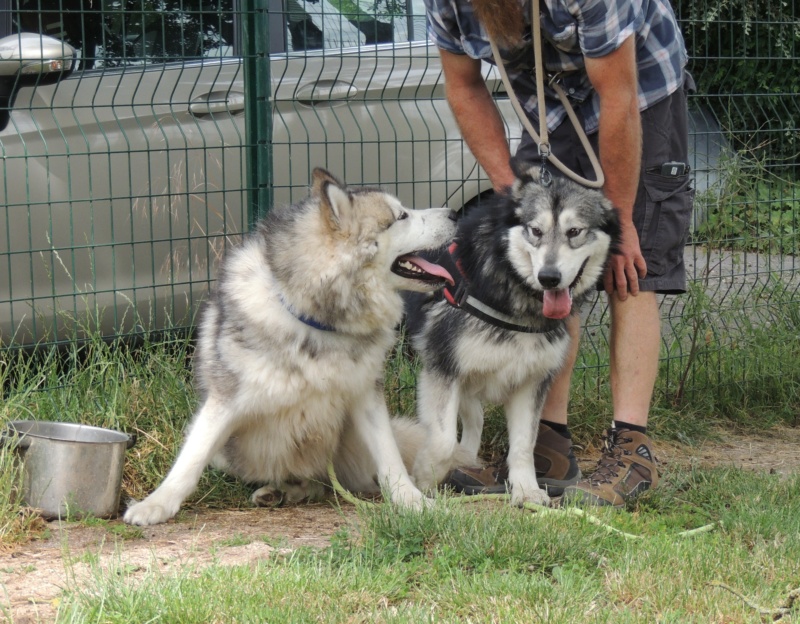 ATLAS Malamute Dscn6853