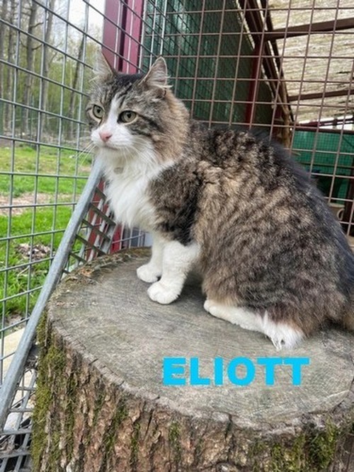 ELIOTT Eliott10