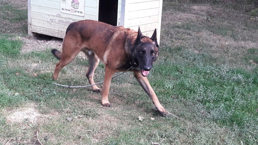 JAG Malinois  Jag_5_10