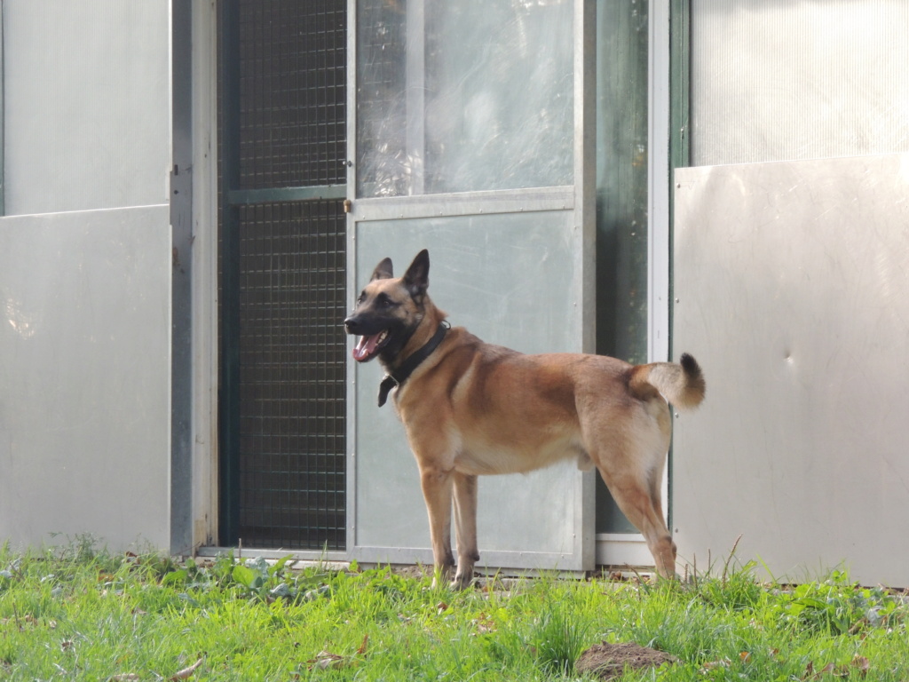 NEMO Magnifique X malinois mars 2018 - Page 2 Mercr234