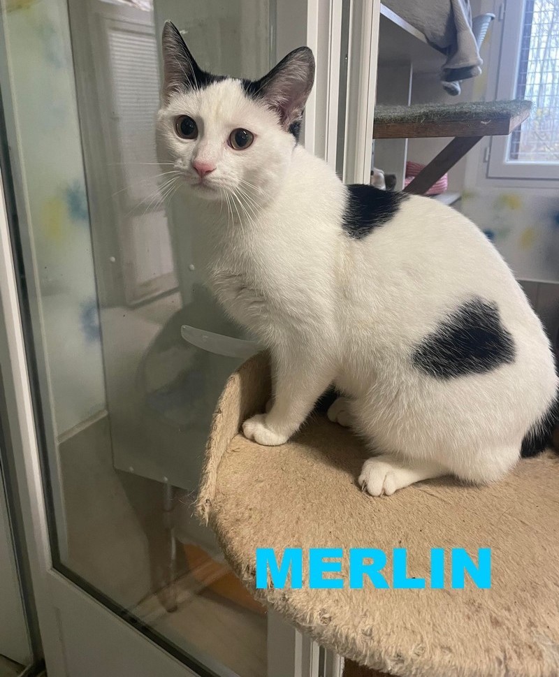 adoption de MERLIN et d'ULYSSE Merlin12