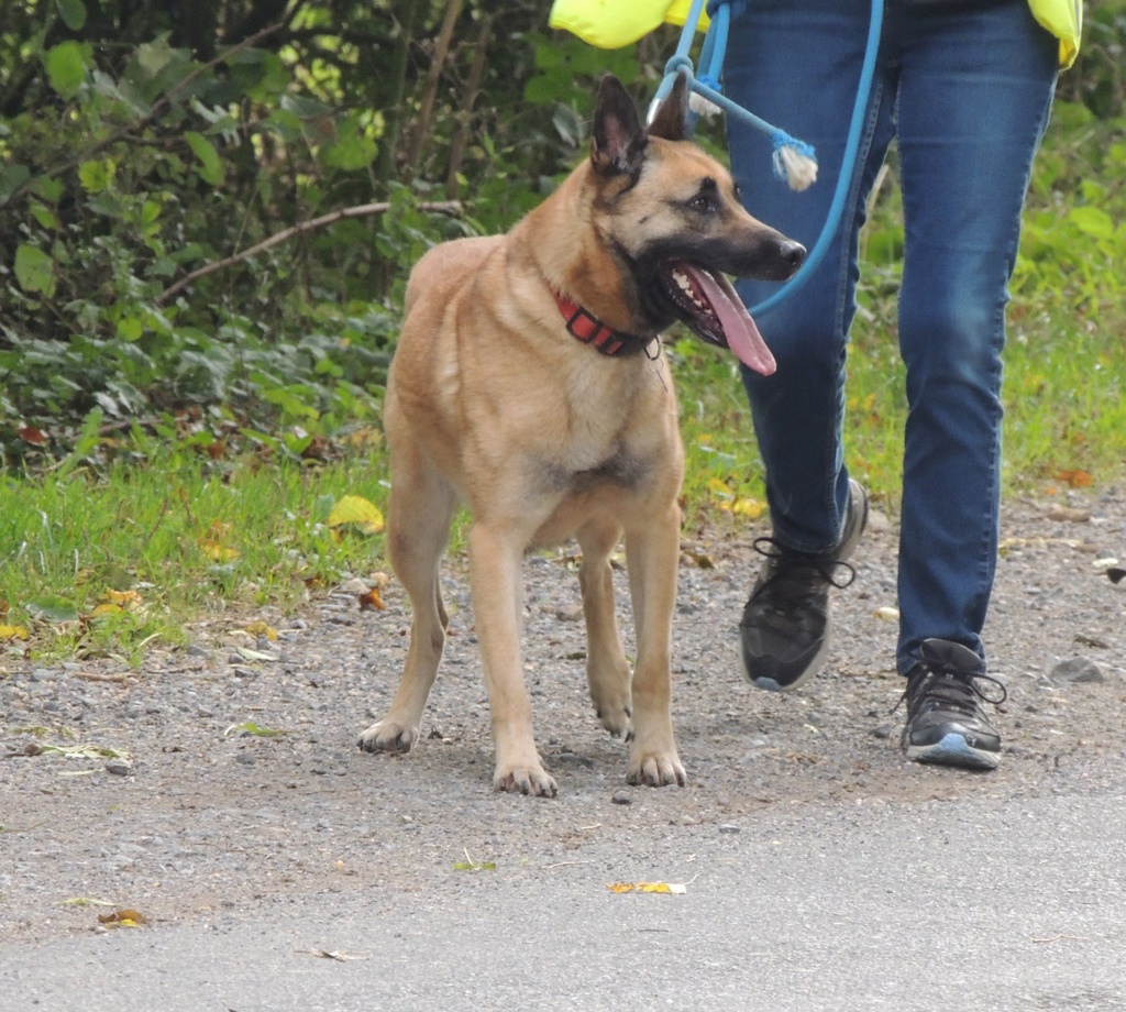 NEMO Magnifique X malinois mars 2018 - Page 3 Nemo_d15