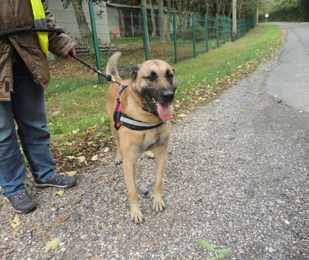 NEMO Magnifique X malinois mars 2018 - Page 3 Nemo_m10