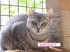 Les chats parrainés Wendy_10