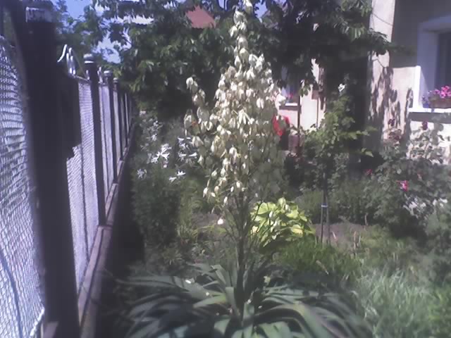 Yucca filamentosa 05-02-21