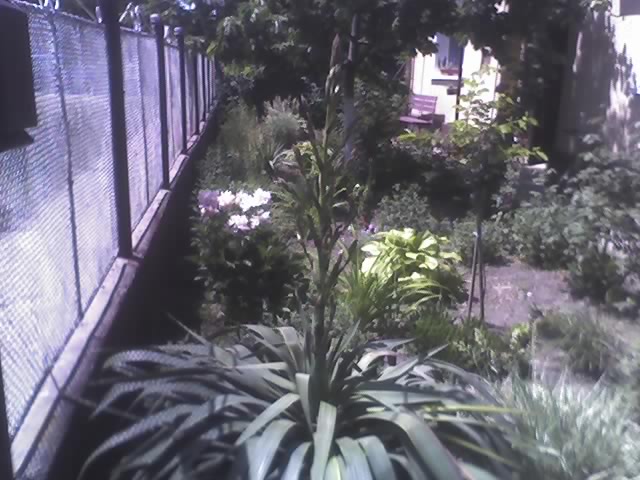 Yucca filamentosa 18-05-21