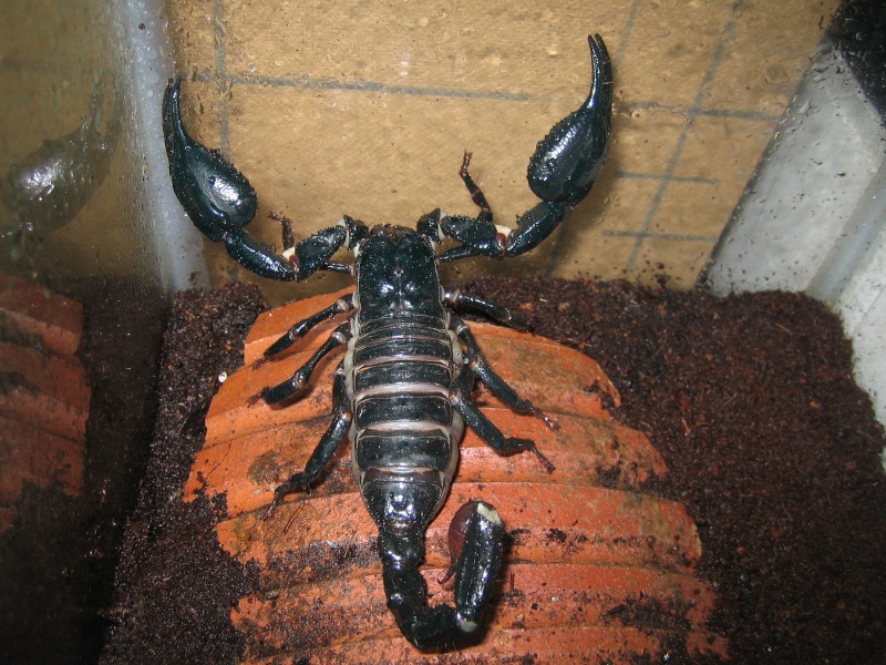 breeding heterometrus spinifer - Heterometrus spinifer Sidney10