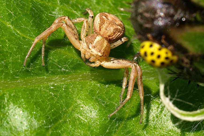 fruit defendu et acrobranche Fruit_11