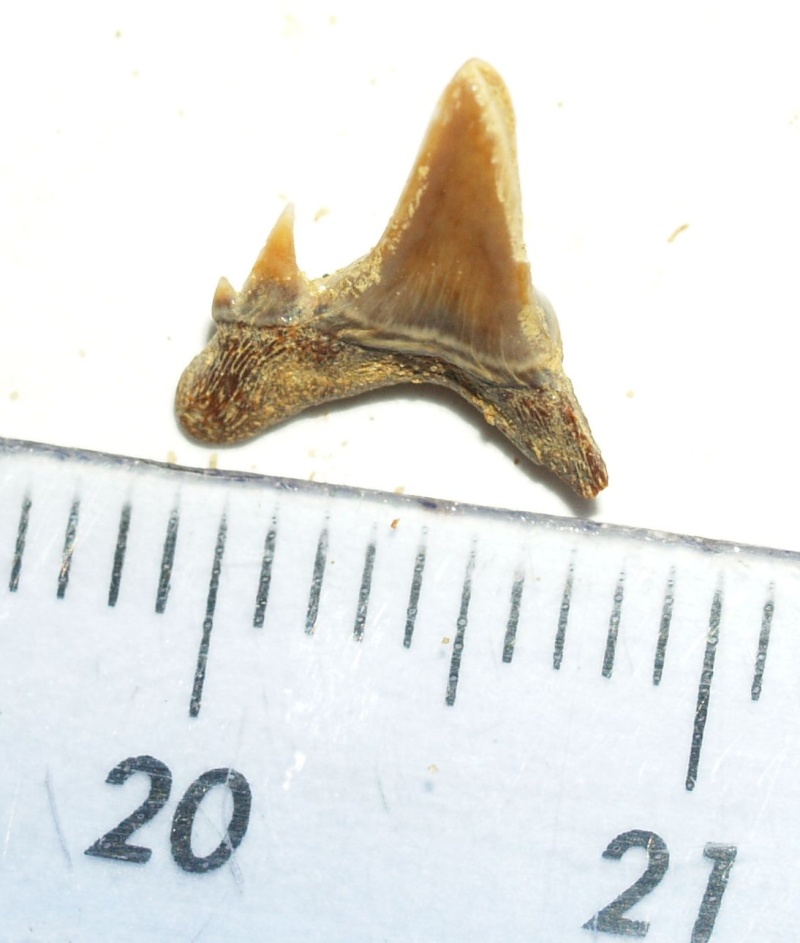 idedentification dent de l'aisne P5172228