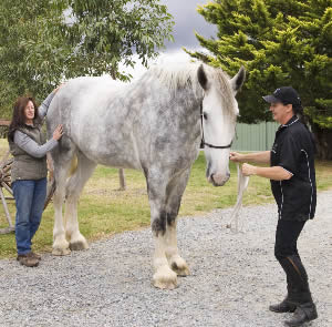 Noddy, the worlds Tallest Horse 086e10