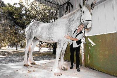 Noddy, the worlds Tallest Horse 14105010