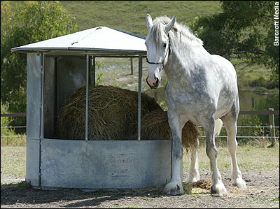 Noddy, the worlds Tallest Horse News-g10