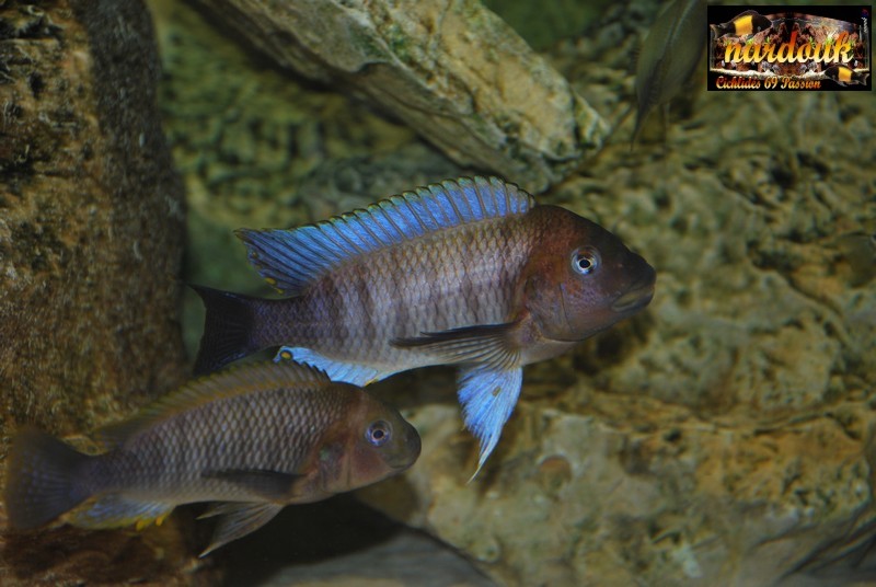 Fotos de Petrochromis famula Kambwimba Cc1b5a10