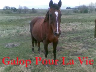 BARONNE - SF née en 1989 - adoptée en mai 2009 par Claire - DCD en juillet 2020 Baronn10