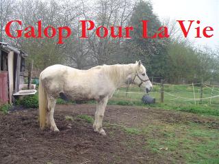ARTHUR & AKIM - ONC poneys présumés nés en 1989 - adoptés en août 2009 par kalkita Jumenn10