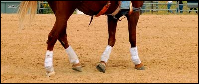 Entrainement Western  « 19 au 21 Novembre » Sans_t11