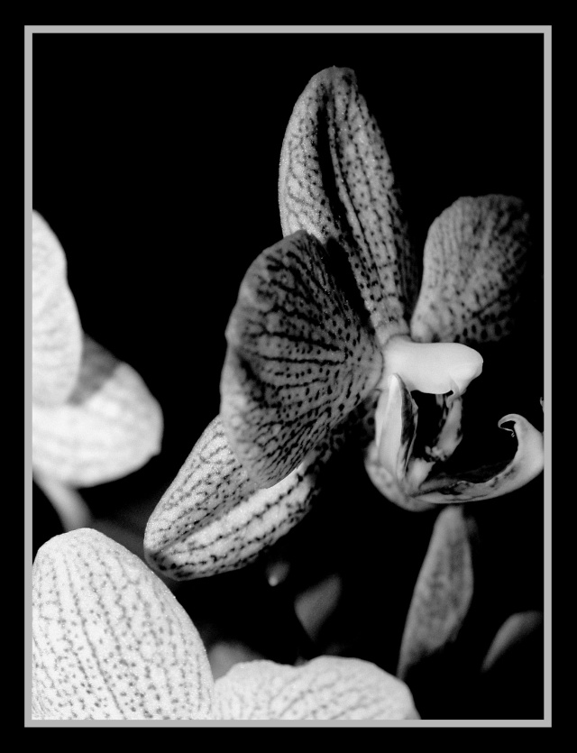 Orchides, fleur prfres Img_0212