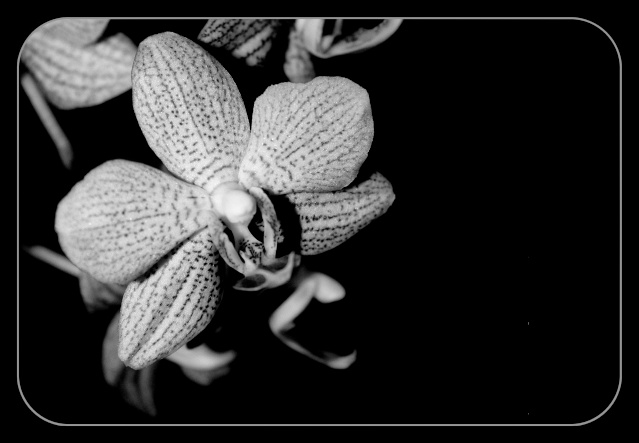 Orchides, fleur prfres Orchid12