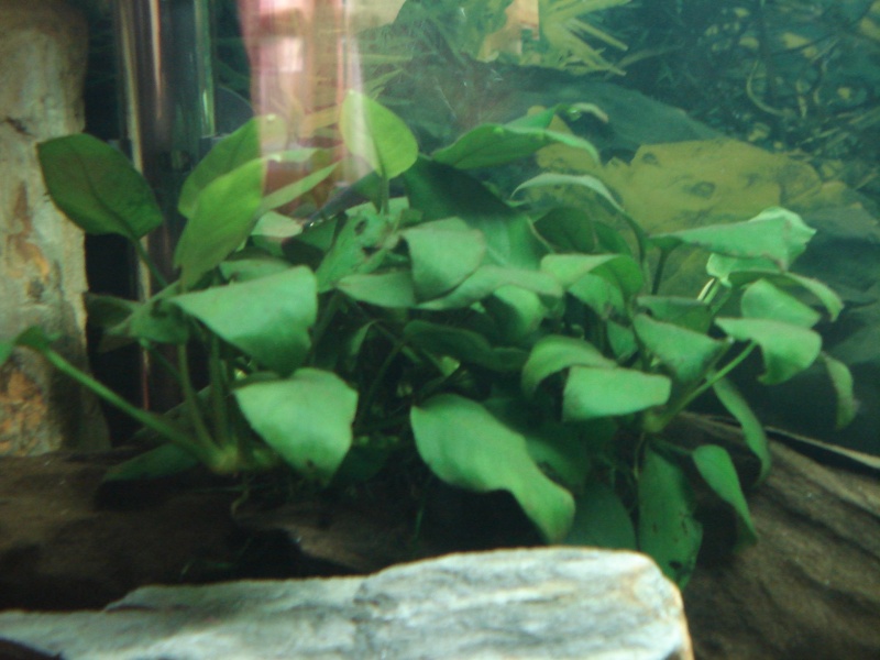 aquarium 60L Dsc03611