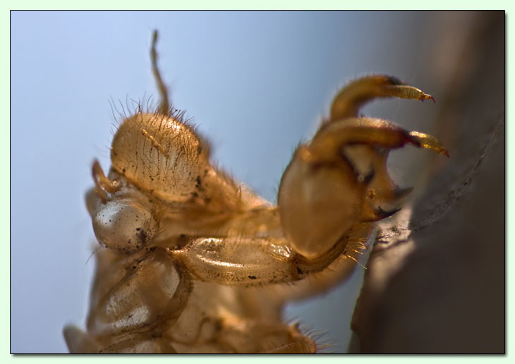 Exuvia di libellula Cicada10