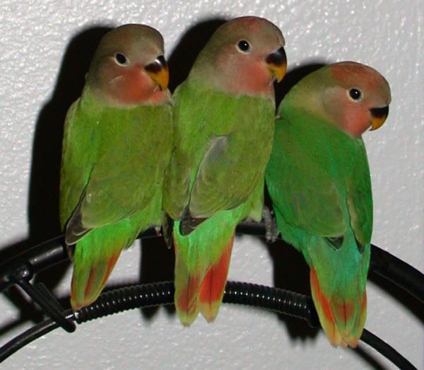 طيور الحب 20052010