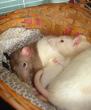 Mes rats d'amours !! (L) Yumi_e11