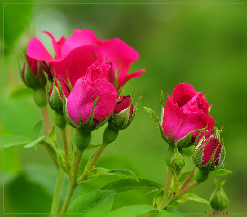 ..."The Beauty Of Roses"... Roses-10