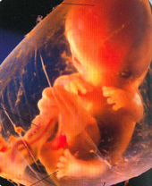 evolution du foetus semaines apres semaines(partie I) Sem1010