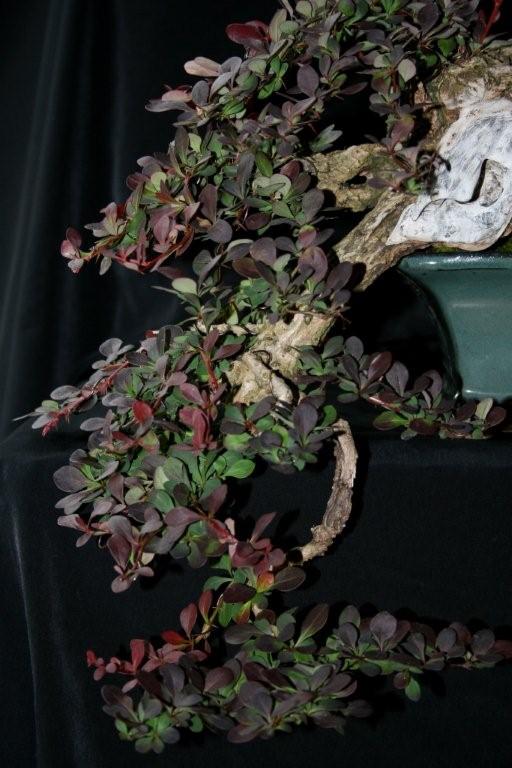 berberis - Berberis cascade styling 00510