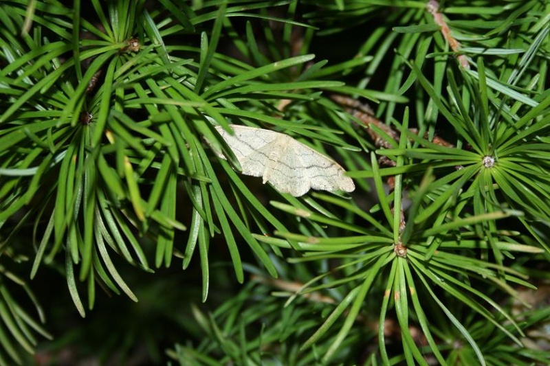 Larch forest 02110