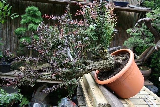 Berberis cascade styling B810