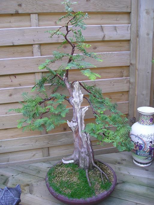 Metasequoia M410