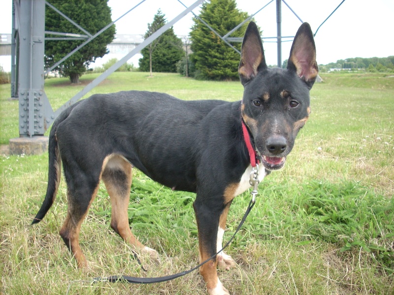 SHPA (Le Havre) Alma X bull terrier Alma110