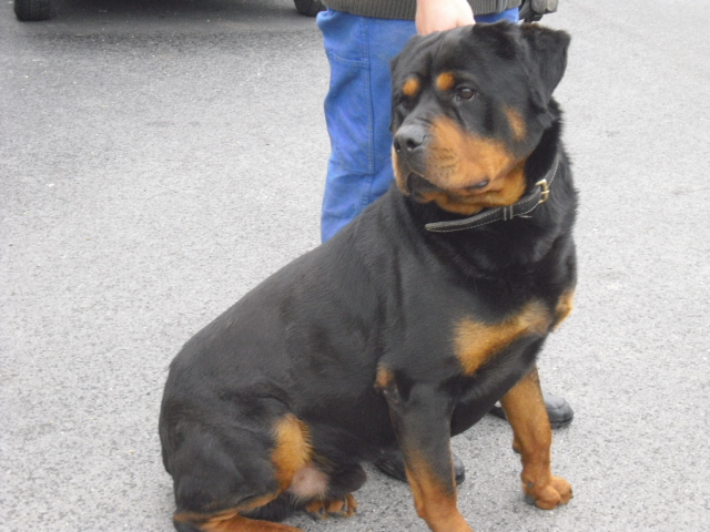 SHPA (le havre) Atos Rottweiller  4 ans Atos10