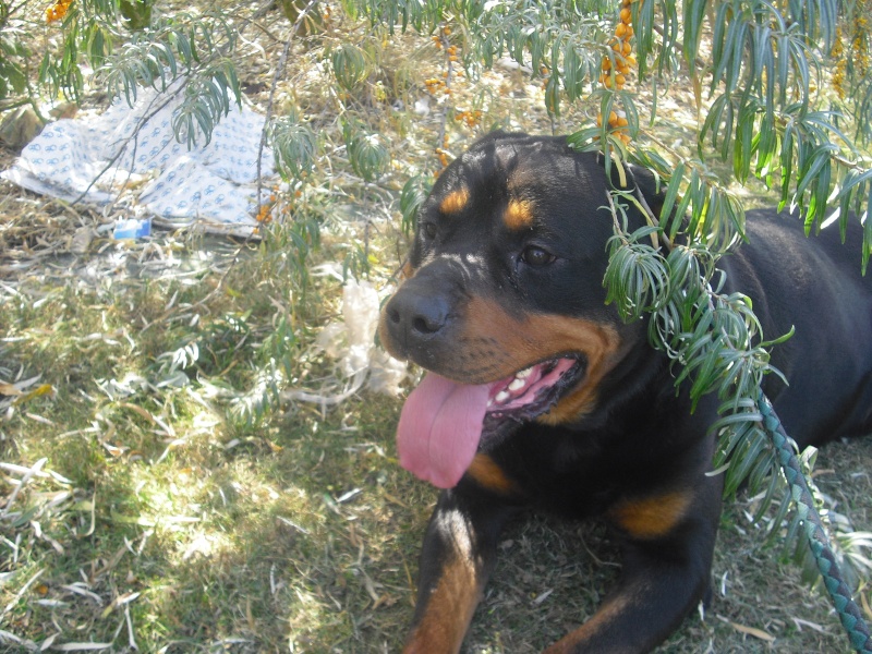 SHPA (le havre) Atos Rottweiller  4 ans Atos_211