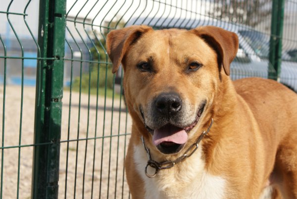 SHPA (le havre) BRUTUS X dogue de bordeaux/ Dogue Argentin Brutus20