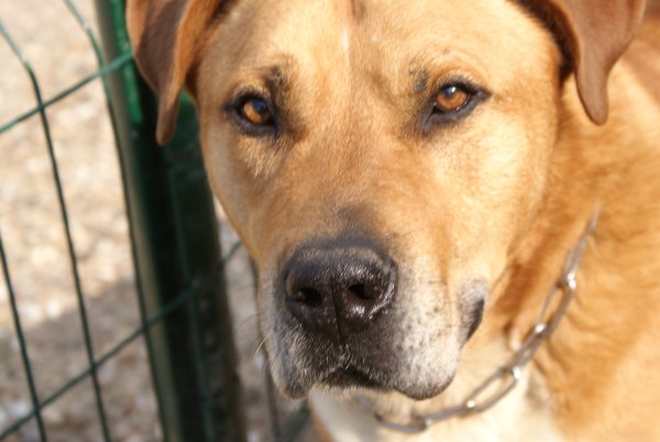 SHPA (le havre) BRUTUS X dogue de bordeaux/ Dogue Argentin Brutus21