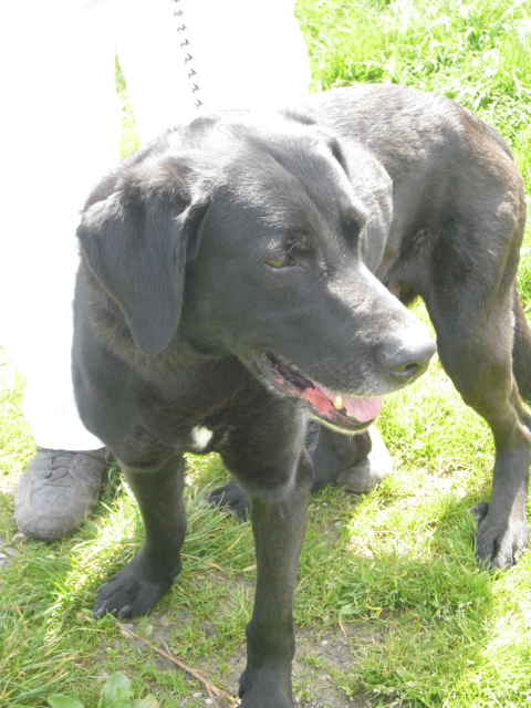SHPA (le havre) Charly X Labrador 12 ans Charly14