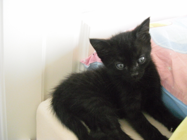 SHPA (Le Havre) 3 chatons tout noirs Chaton24