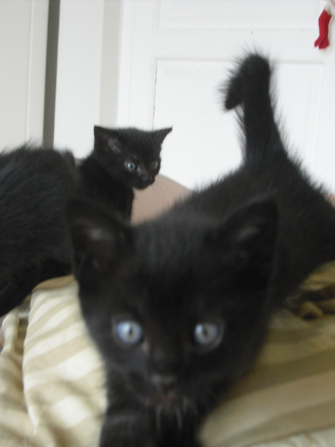 SHPA (Le Havre) 3 chatons tout noirs Chaton25
