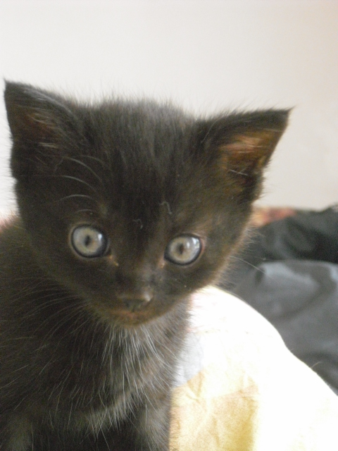 SHPA (Le Havre) 3 chatons tout noirs Chaton26