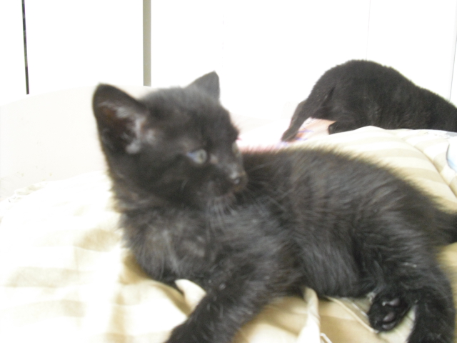 SHPA (Le Havre) 3 chatons tout noirs Chaton28