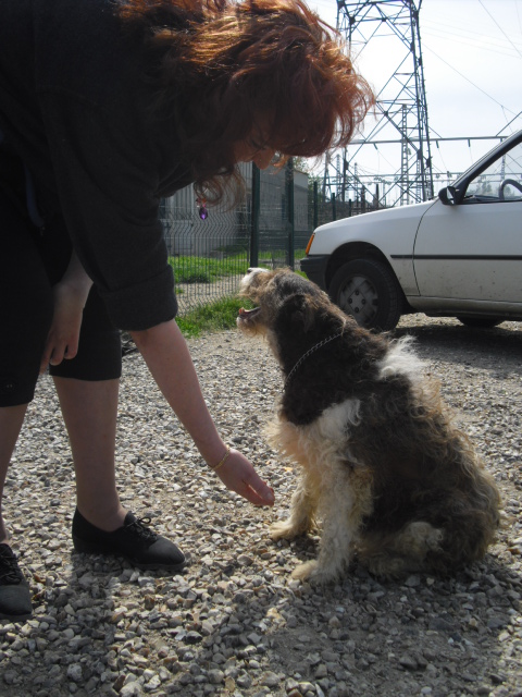 Zoé Femelle X fox très craintive (le havre) Cimg1310