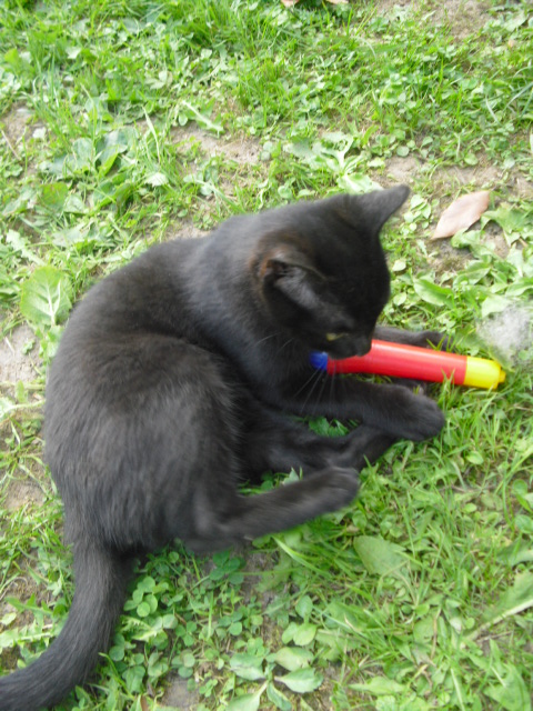 SHPA (Le Havre) 3 chatons tout noirs Willow11